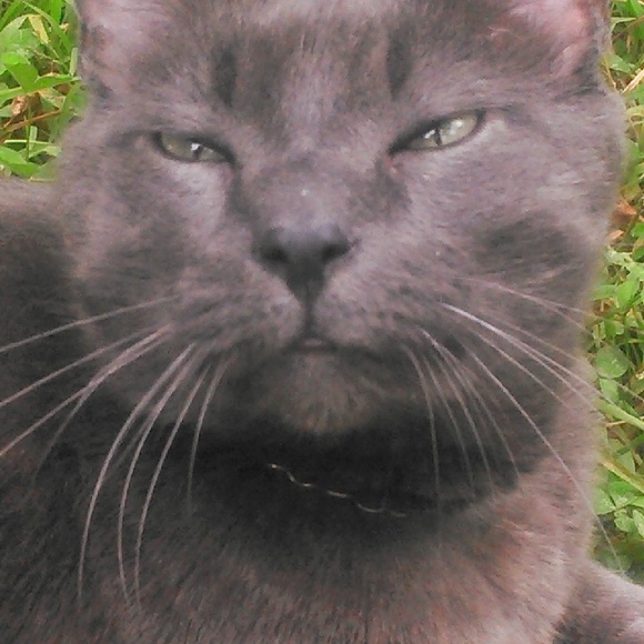 Meet your Posher, Qetsiyah - Picture 2 of 8